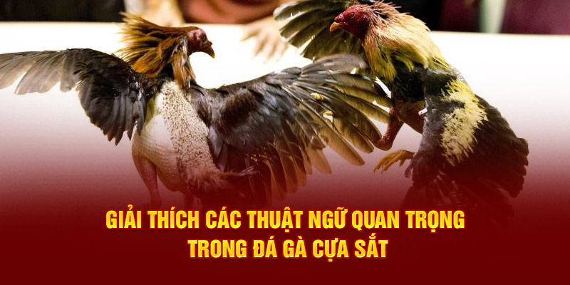 Giải thích các thuật ngữ quan trọng trong đá gà cựa sắt