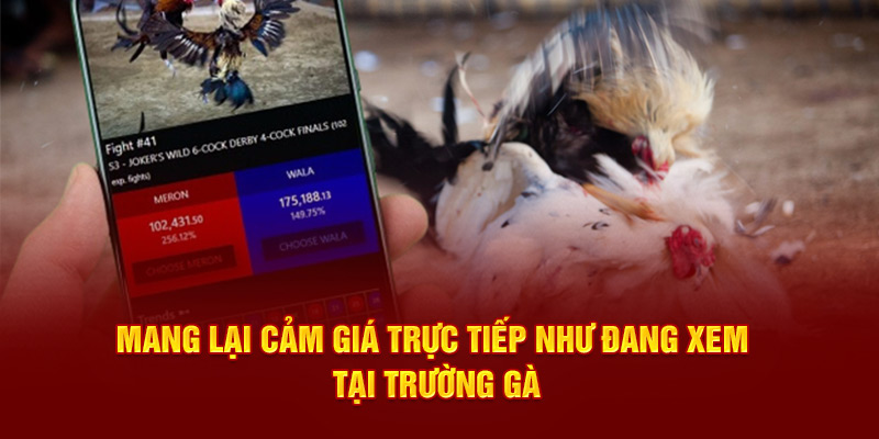 Mang lại cảm giá trực tiếp như đang xem tại trường gà