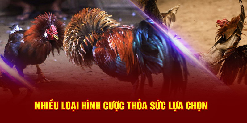 Nhiều loại hình cược thỏa sức lựa chọn